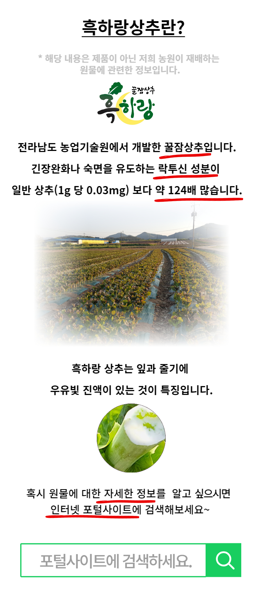 흑하랑상추란?