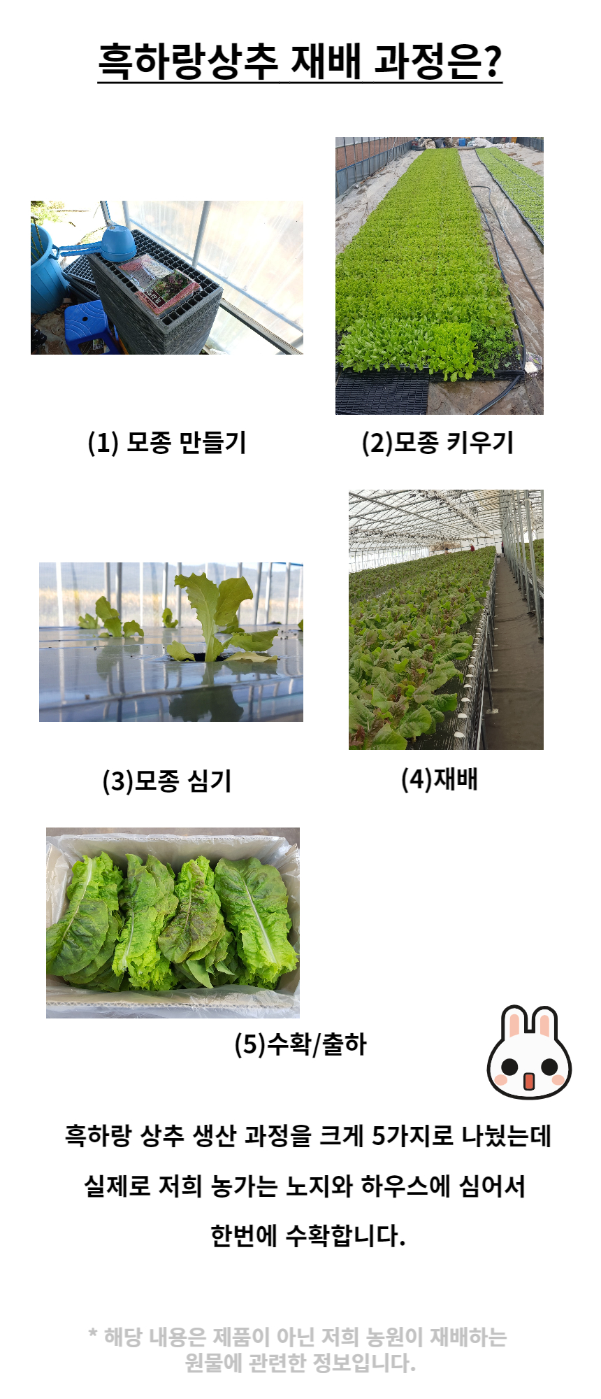 흑하랑상추 생산과정