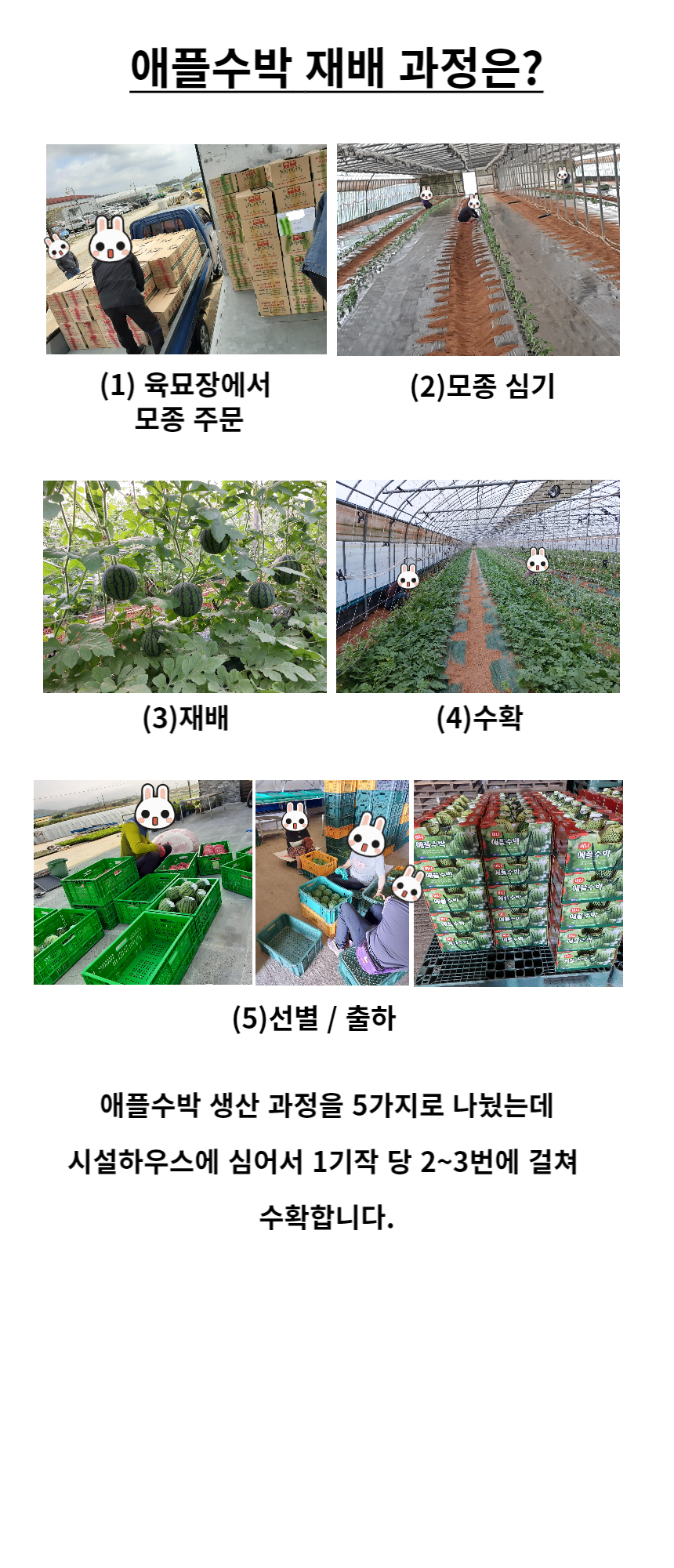 애플수박 생산과정
