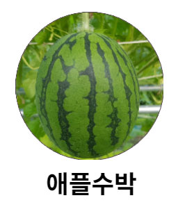 애플수박
